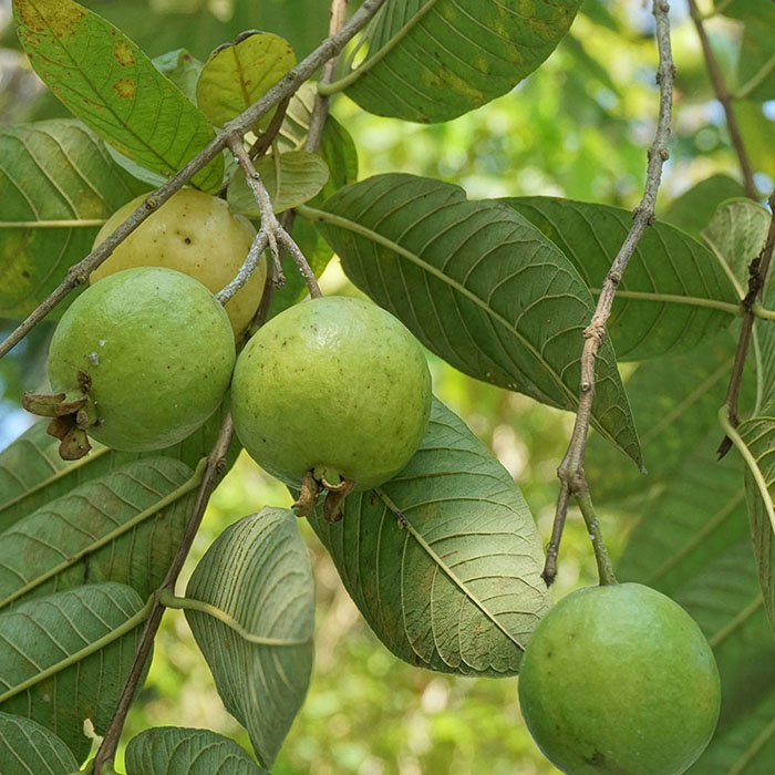 Guava