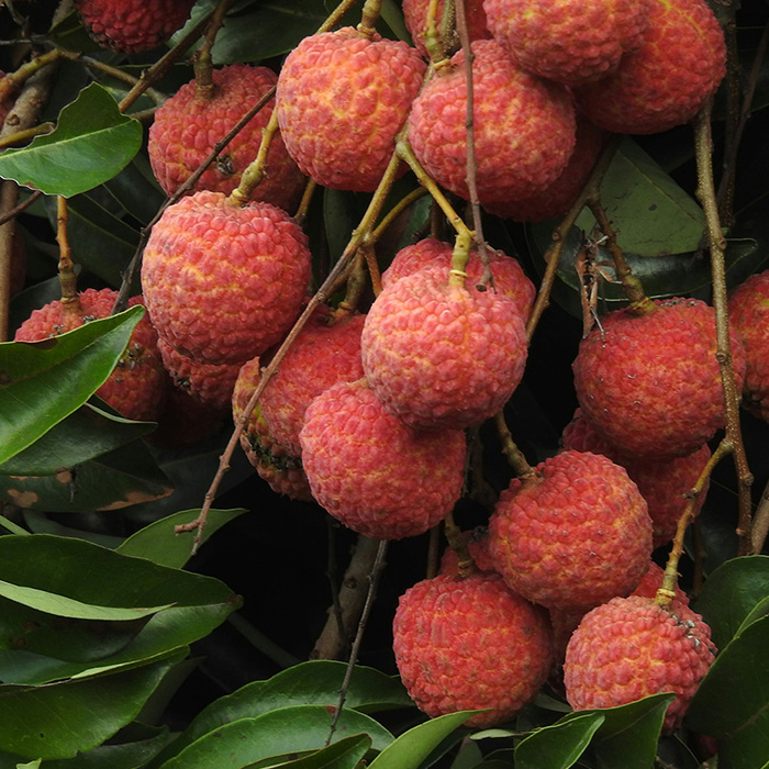 Lychee